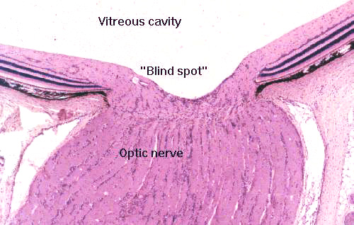 Место выхода зрительного нерва пятно. Зрительный нерв гистология препарат. Место выхода зрительного нерва гистология. Зрительный нерв на препарате. Слепое пятно гистология.
