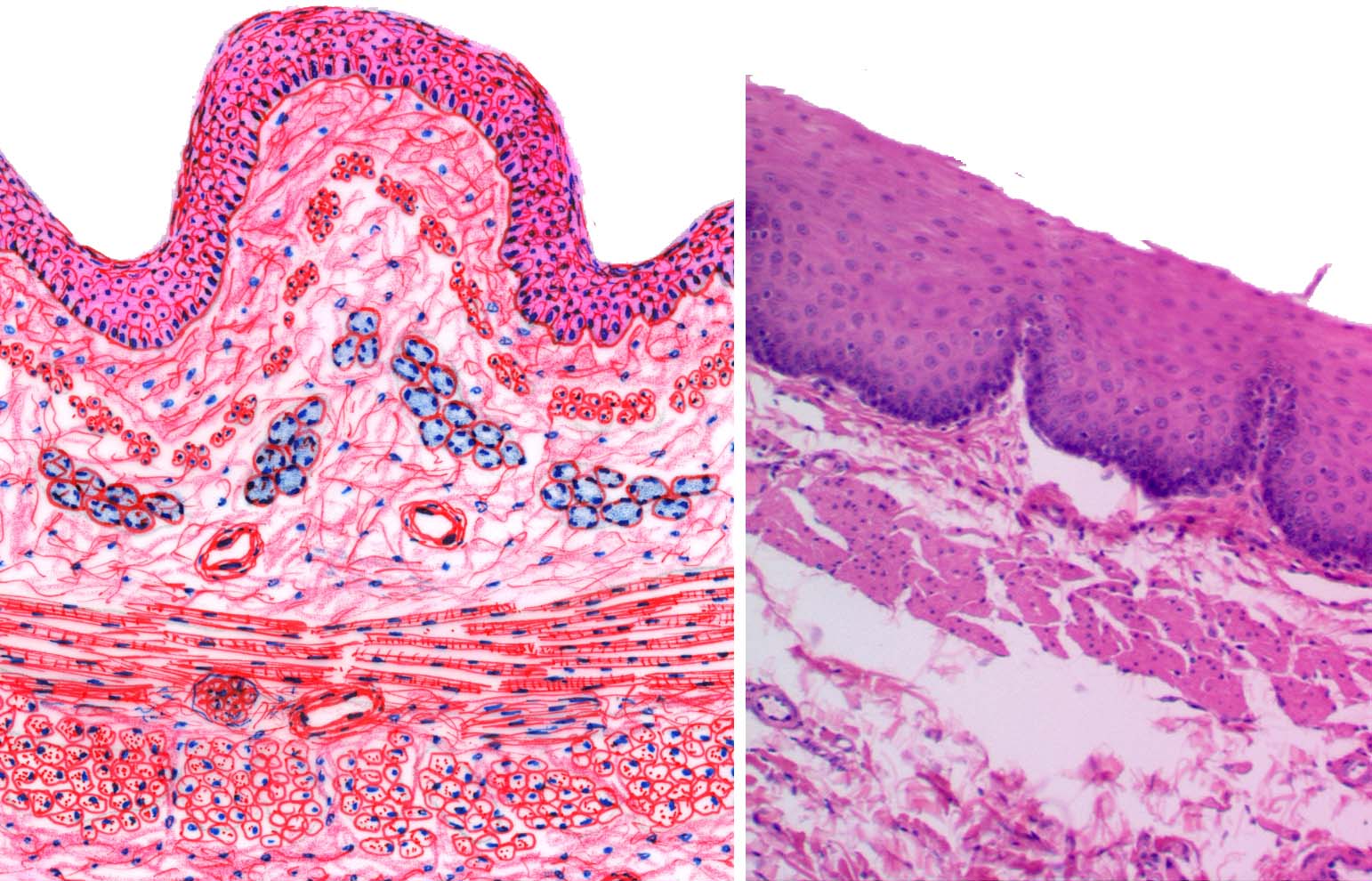 histology of esophagus and stomach