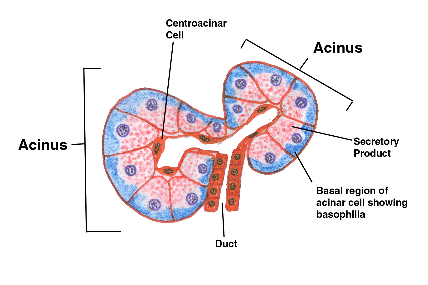 Ацинус. Строение ацинуса поджелудочной железы. Схема строения ацинуса поджелудочной железы. Строение ацинуса поджелудочной железы гистология. Ацинус поджелудочной железы рисунок.