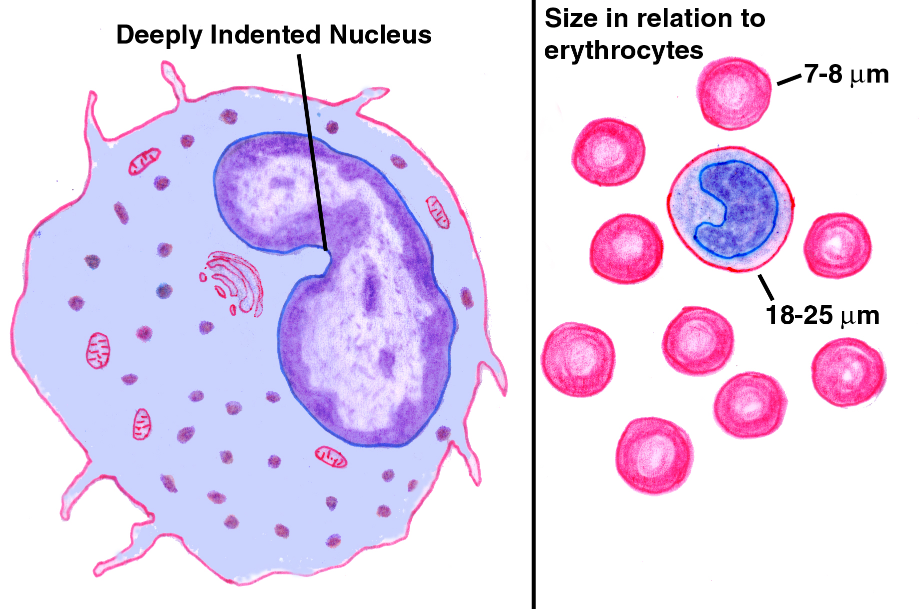 monocyte diagram labeled